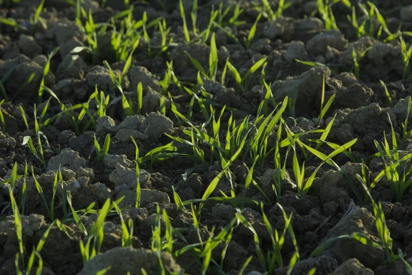 Sprouting wheat in the field — Stock Photo, Image