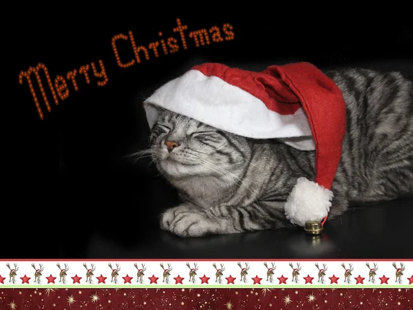 Chat tabby avec bonnet saint Nicolas, bordure christmassy, carte desi — Photo