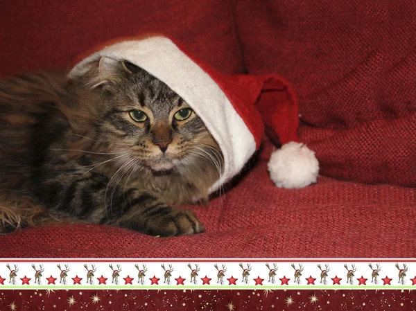 西伯利亚猫与圣尼古拉斯帽，充满圣诞气氛的边境，卡 d — 图库照片