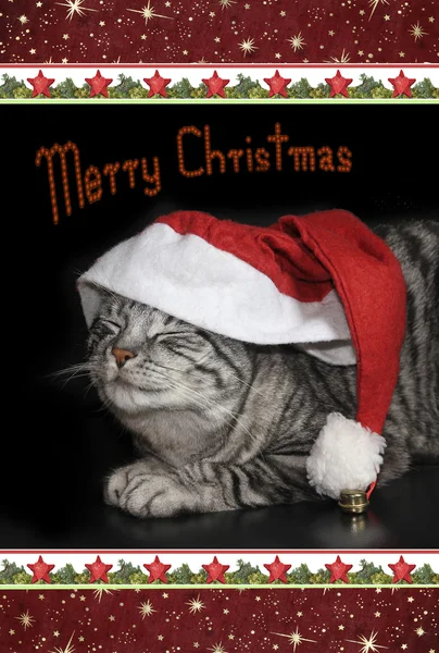 Roztomilý mourovatá kočka s saint nicholas čepici, vánoční hranice, karta — Stock fotografie