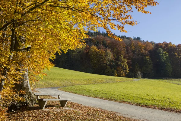 Bunter Waldrand mit Ruhebank — Stockfoto