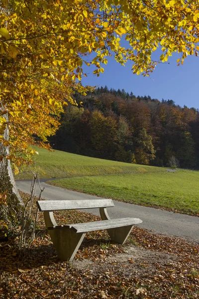 Peaceful place with bench, colorful beech tree in autumn Royalty Free Stock Photos