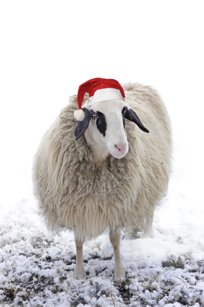 Sheep with nicholas hat outdoors — Stock Photo, Image