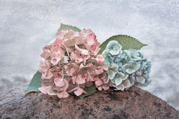 Hortensia florece sobre una piedra en el agua, con textura —  Fotos de Stock