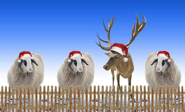 Group of sheep and reindeer with nicholas hat outdoors, behind w — Stock Photo, Image
