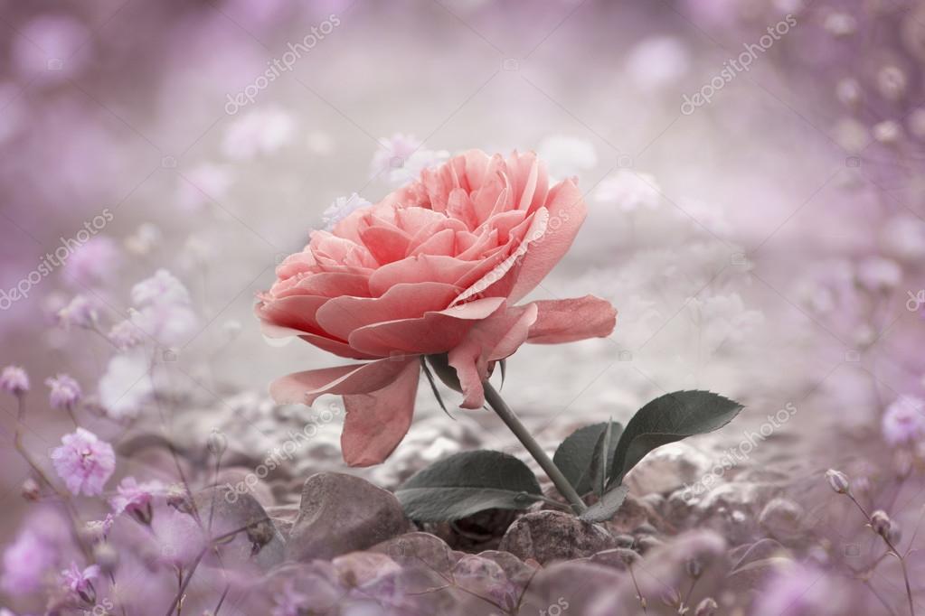 Image De Rose à Télécharger Gratuitement Une fleur rose rose à la plage pierreuse, trame de gypsophile