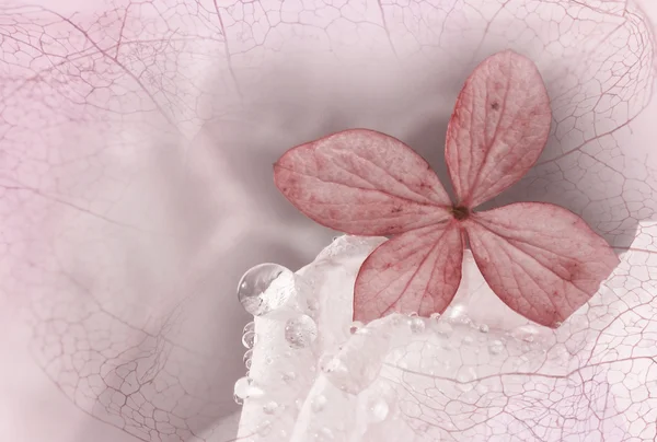 Hortensias florecen en una rosa blanca con gotas de rocío y physalis — Foto de Stock