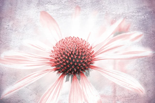 エキナセア、質感、光のピンク癒しのハーブ — ストック写真