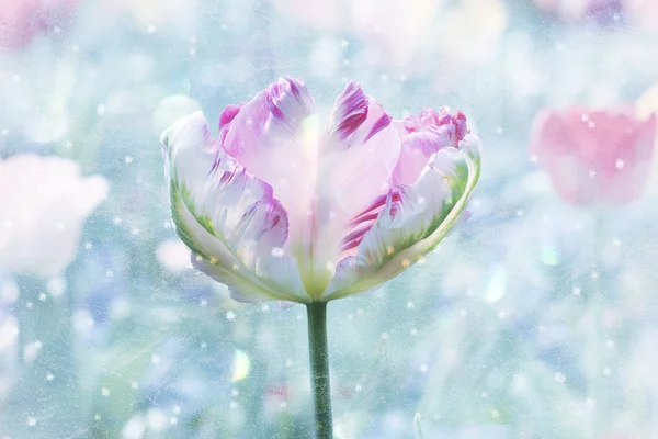 Hermoso loro tricolor-tulipán, primavera despertar diseño con —  Fotos de Stock