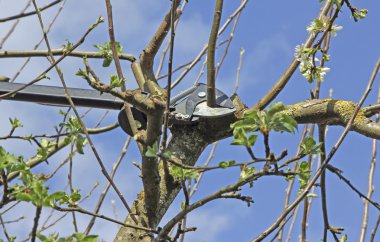 bir elma ağacı üzerinden kesme fidan