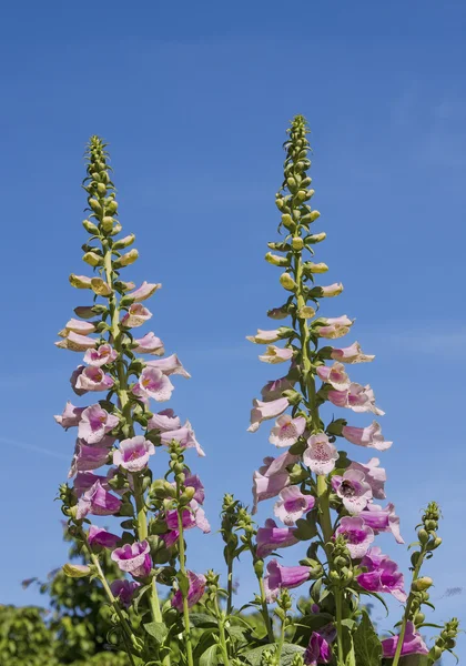 Two foxglove flowers in the garden, against blue sky — Stock Photo, Image