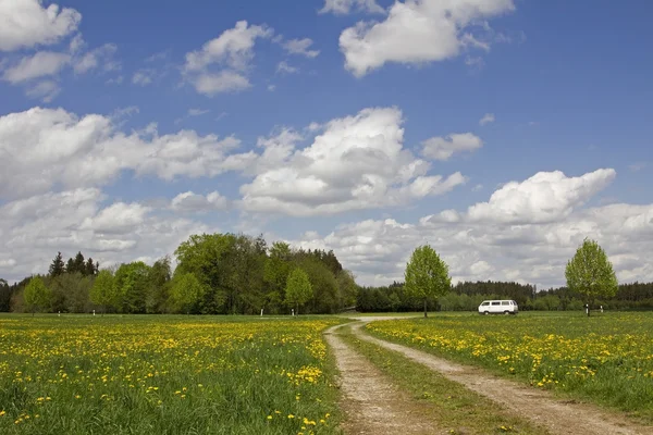 Parking car in rural landscape, meadow with dandelion — Stock Photo, Image