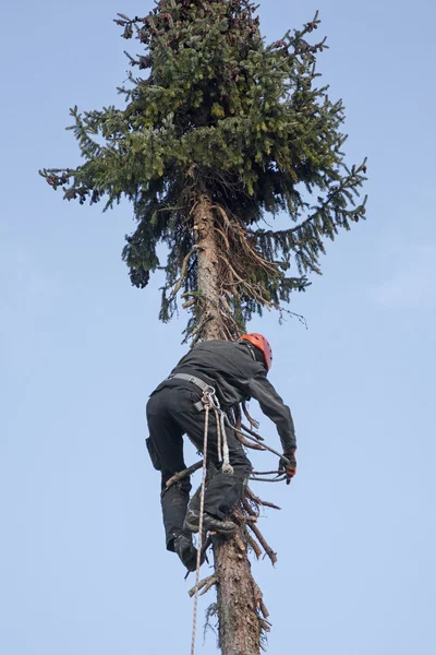 Woodworker climbing up a fir tree — Stock Photo, Image