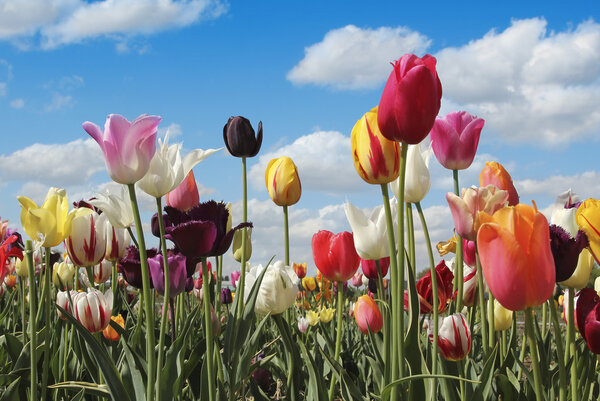 colorful tulip field full bloom