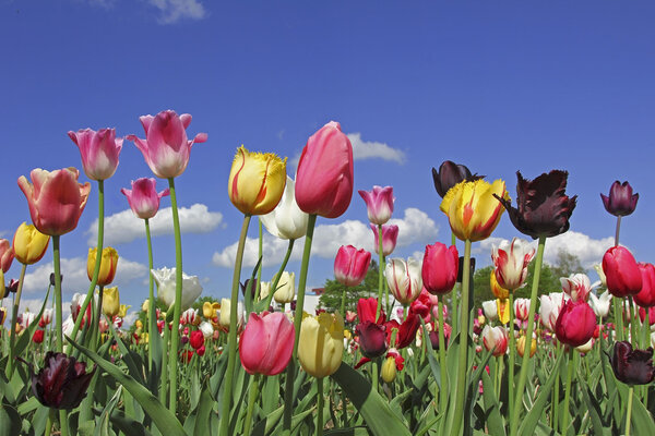 bright tulips in various colors