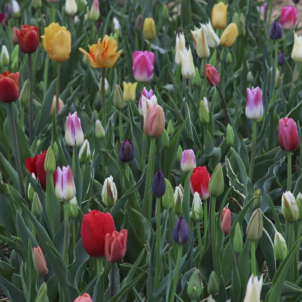 Kvetoucí tulipány v různých barvách — Stock fotografie