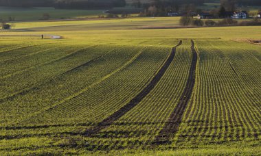 alan parça taze tohum