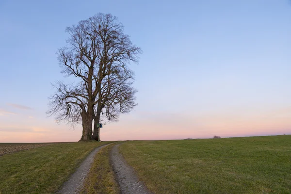 Yalnız ağaç kenarındaki haç ve kırsal alan ile izlemek günbatımında — Stok fotoğraf