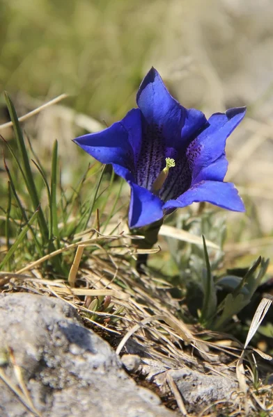 Alpine Gentiana i gräset — Stockfoto