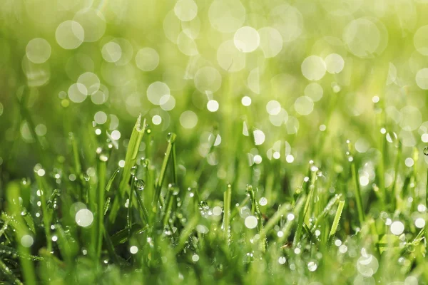 Green grass with morning dew — Stock Photo, Image