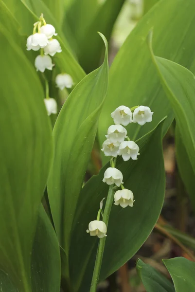 Blooming lily of the valley in the garden — Stock Photo, Image