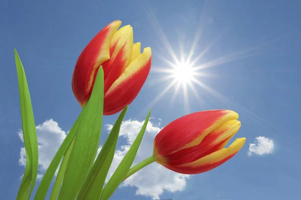 Tulipes à rayures rouges et jaunes, contre ciel bleu avec nuages — Photo