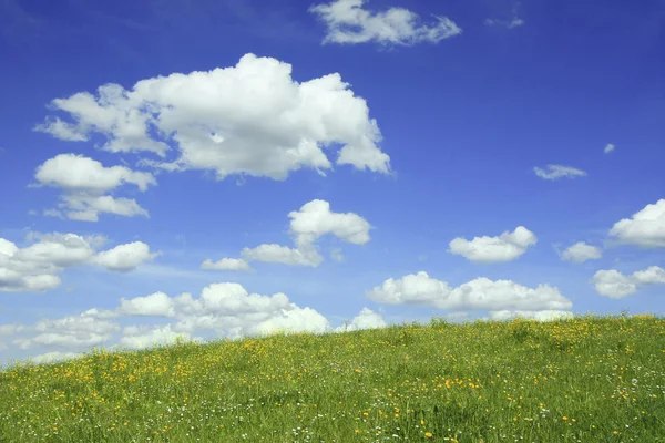 Buttercup weide in de vroege zomer, blauwe hemel met wolken — Stockfoto