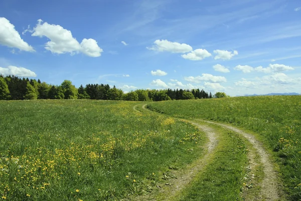 Kronkelende weg in buttercup weide, blauwe hemel met wolken — Stockfoto