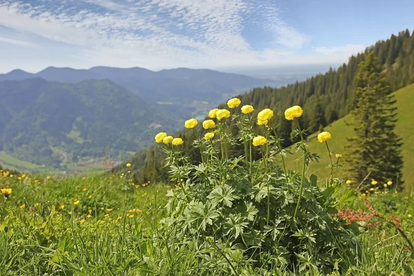 Alpine globeflower in mountainous landscape, bavaria — Stock Photo, Image