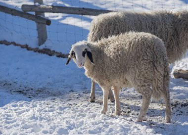 bir kalem, kış sezonu yünlü koyun