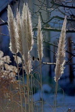 pampas grass, cortaderia selloana in winter clipart