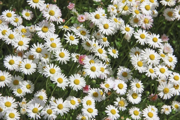 Gartenrasen mit Gänseblümchen — Stockfoto