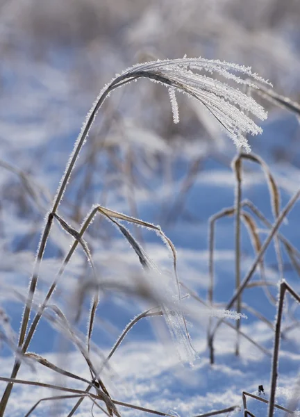 Gräs med rimfrost — Stockfoto