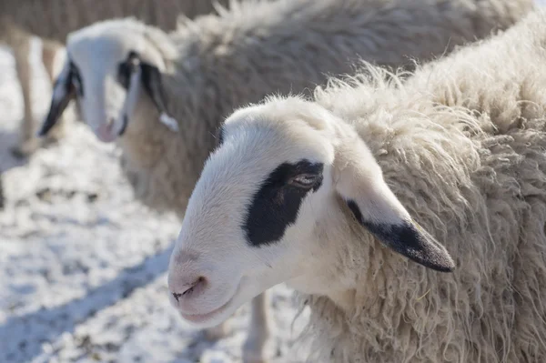 Due pecore sul prato innevato in inverno — Foto Stock
