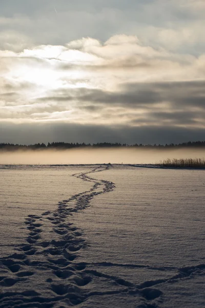 Fot spår över de snöiga fälten, morgonsol — Stockfoto