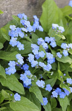 mavi gözlü mary çiçekler