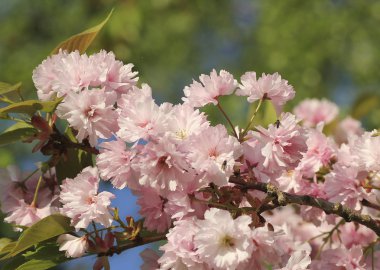 bahar bir çiçek açması ayrıntı kiraz ağacı