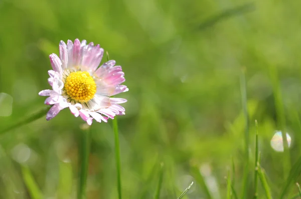 Gänseblümchen auf der Wiese weichen Garten Rasen Hintergrund — Stockfoto