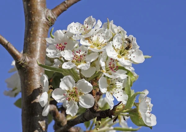 Blühende Apfelbaumblüten, mit Honigbiene — Stockfoto