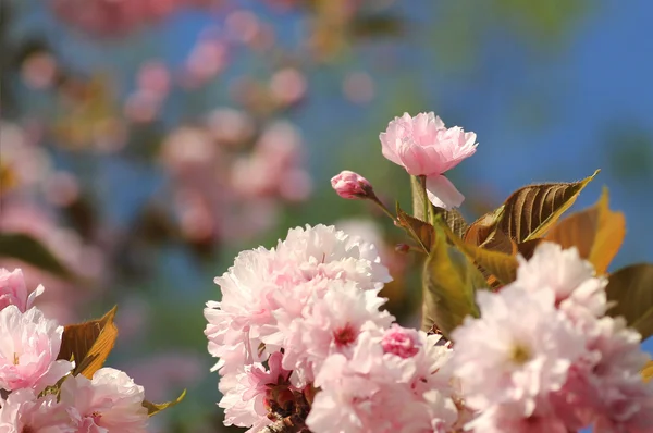Detail of a blossoming cherry tree — Stock Photo, Image
