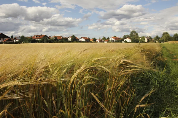 Korn fältet i utkanten av byn — Stockfoto