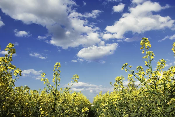 Campo di colza e cielo blu con nuvole — Foto Stock