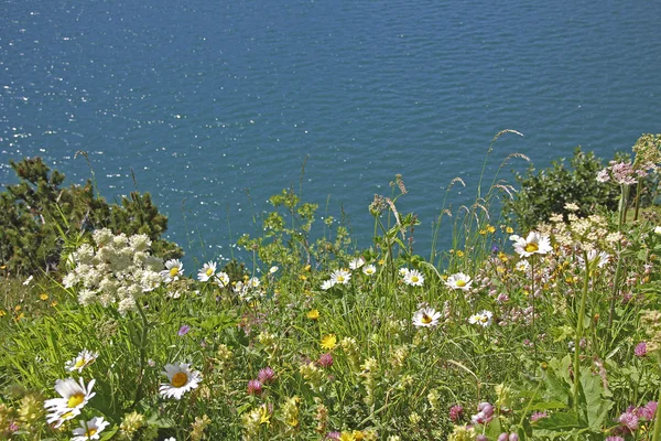 Разнообразие полевых цветов на альпийском берегу озера Lunersee — стоковое фото