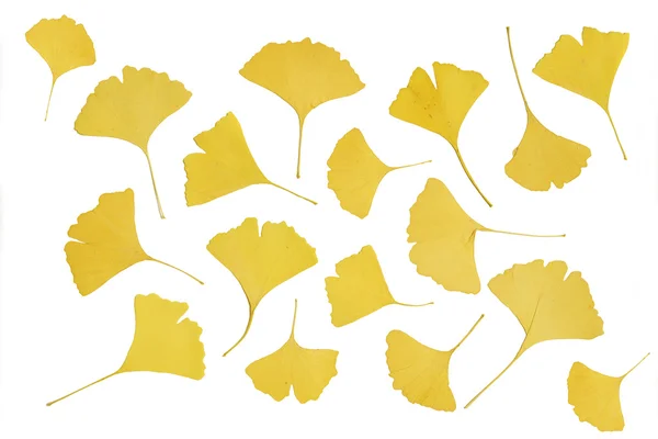 Some dried yellow ginkgo leaves — Stock Photo, Image