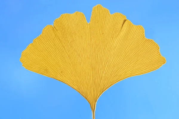One ginkgo leaf against blue sky — Stock Photo, Image