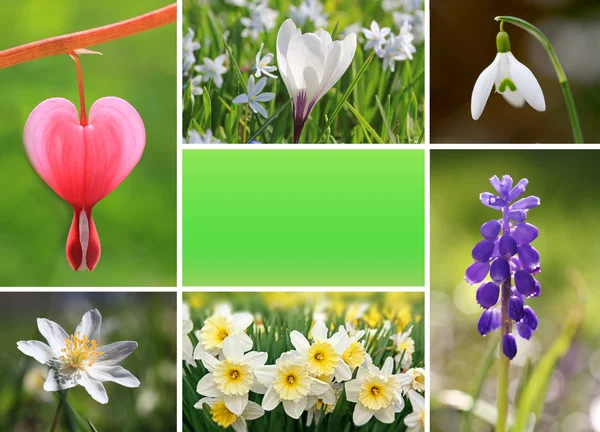 Collage van Lentebloemen met kopie ruimte — Stockfoto