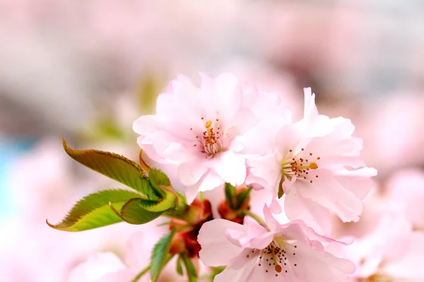 柔らかい背景と桜の花 — ストック写真