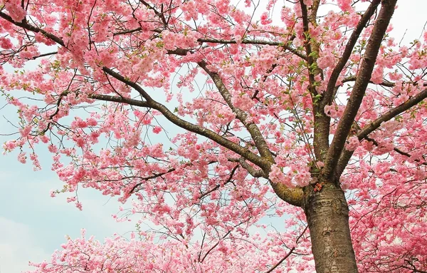 İlkbaharda açan kiraz ağacı — Stok fotoğraf
