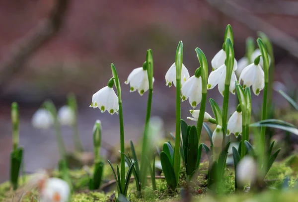 Group of spring snowflakes in the woodlands — Stock Photo, Image