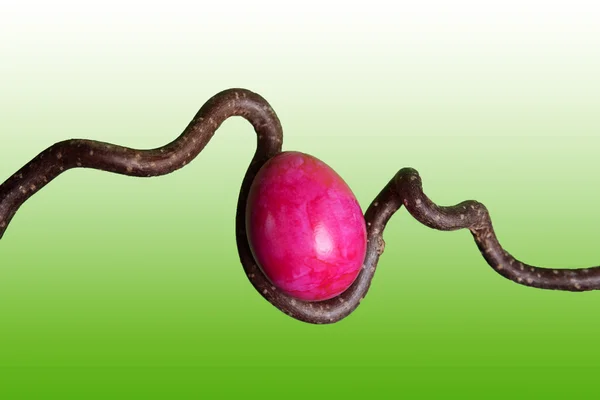 Huevo de Pascua rosa en una ramita de sacacorchos de avellana, espalda verde y blanca — Foto de Stock